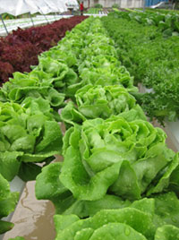 farm10