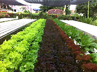 โทร 081-873-3308